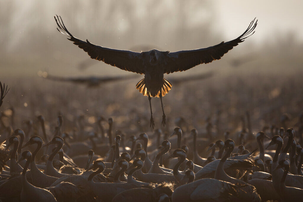 APTOPIX Israel Migrant Birds